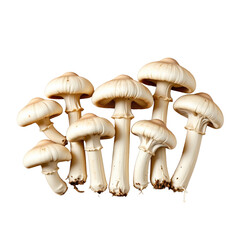 Fresh and Delicious White Mushrooms on White Background with Various Sizes and Shapes for Culinary Use