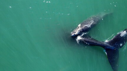 Heart shape whale tails in turcuoise water. Bowhead whale family together in blue ocean, Mother cares calf. Aerial view bowhead whale spouting. Whale watching of migrate Baleen whales South Africa © S Stelmakhovich