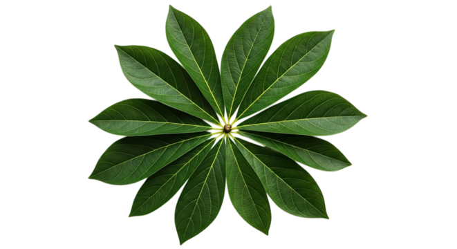 A symmetrical arrangement of green leaves radiating from a central point on a black background