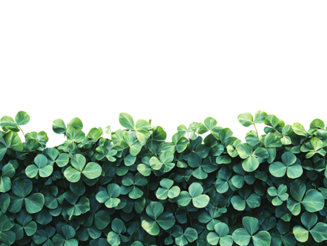 Emerald green clover leaves forming a dense lush ground cover with vibrant shades and intricate leaf details, creating a fresh natural design element