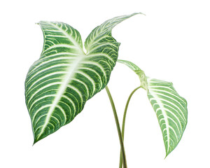 Xanthosoma Lindenii leaf, Caladium Lindenii foliage isolated on white background, with clipping path  © DEWINs