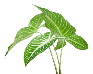 Xanthosoma Lindenii leaf, Caladium Lindenii foliage isolated on white background, with clipping path  © DEWINs
