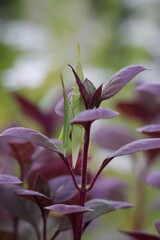 Piggybacking Grasshoppers on Purple Leaf – Nature Macro Shot.