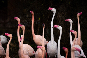Large group of flamingos