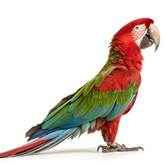 Obraz premium A photorealistic green-winged macaw standing in profile with vibrant feathers and detailed textures.