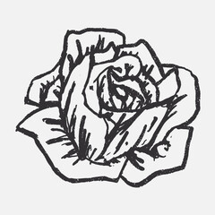 Doodle elements of fruit and vegetable, specifically a Cabbage