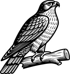 Monochrome hawk illustration, detailed bird of prey on branch, vintage art design