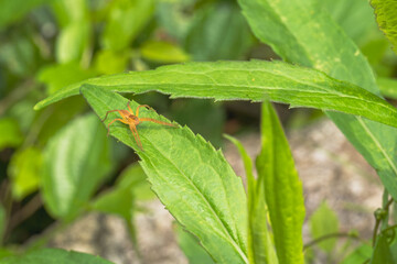 水辺の草にハシリグモ 01