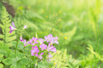 5月の野草の花　ムラサキカタバミ　05