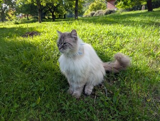 Wei&szlig;er Langhaar Kater sitzt in Wiese