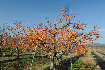 A vibrant persimmon tree full of ripe orange fruits, cultivated in Korea for seasonal harvest and...