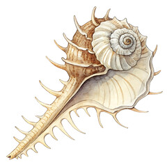 Obraz premium Murex Shell with Spiny Projections in Nature's Coastal Environment