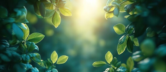 Lush foliage, sunlit leaves