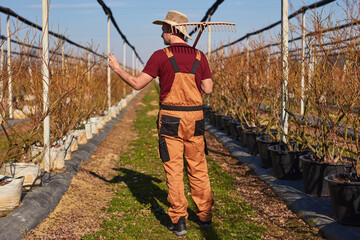 Male gardener working in a blueberries organic farm.