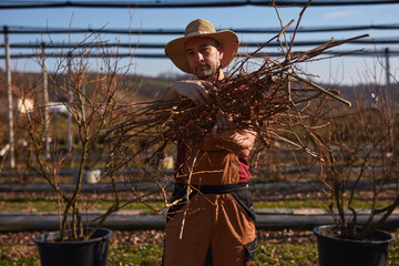 Male gardener working in a blueberries organic farm.
