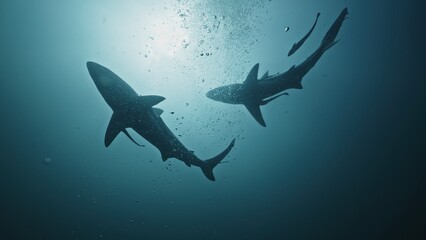 Amazing closeup black tip reef sharks with sharp teeth swimming underwater on coral reef ocean of Tonga. Shark diving tourism. Divers feed school of sharks Carcharhinus leucas marine of Pacific Ocean.