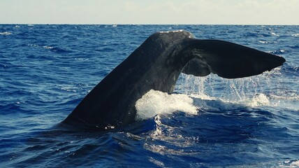 Beautiful And Gentle Southern Right Whale or Sperm Whale Slapping It's Tail On The Surface Of The Waves Large spermwhale dive in blue ocean. People dive to mammals under water. Blue whale sperm whale