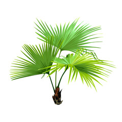 Green Palm Tree isolated on a white background. Desert and tropical houseplants. 
