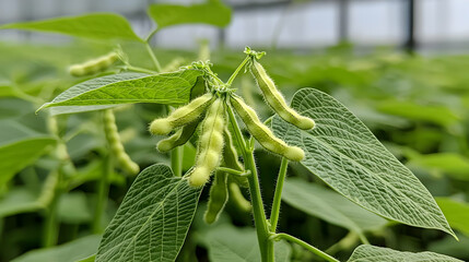 Closeup Of Soybeans In Greenhouse