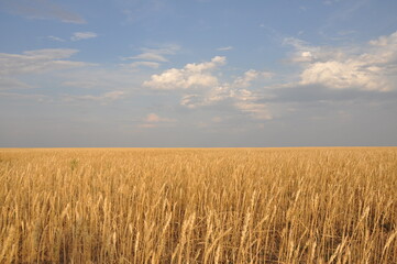 a field with agricultural crops against a beautiful sky with clouds	