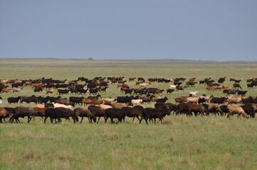 white, brown and black rams and sheep graze in a meadow on a pasture in summer in sunny weather