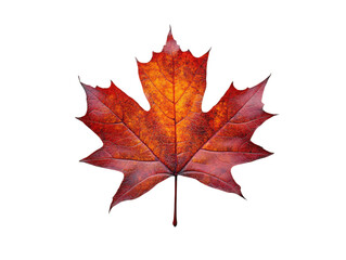 Fototapeta premium A leaf of a maple tree with a brown tip