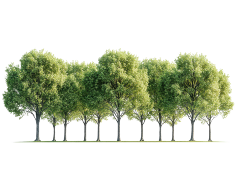 A row of trees with green leaves and a white background
