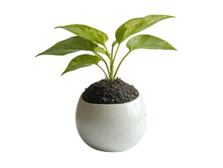 A small plant is in a white ceramic pot