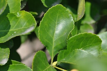 Close-up of Korean evergreen shrub Euonymus japonicus with glossy green leaves and orange fruits, commonly found in gardens and natural landscapes.