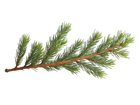 A thin green branch with brown tips
