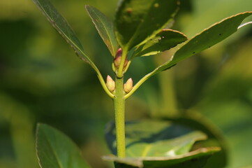 Close-up of Korean evergreen shrub Euonymus japonicus with glossy green leaves and orange fruits, commonly found in gardens and natural landscapes.