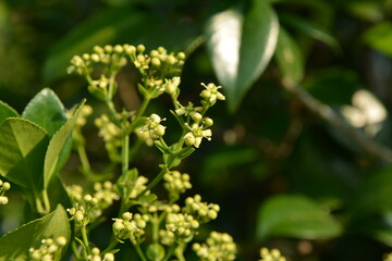 Close-up of Korean evergreen shrub Euonymus japonicus with glossy green leaves and orange fruits, commonly found in gardens and natural landscapes.
