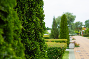 Beautiful city park with ornamental thuas and manicured shrubs along a paved walkway. Landscape architecture and environmental care.