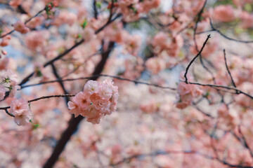 Beautiful Pink Cherry Blossoms Blooming on Branches