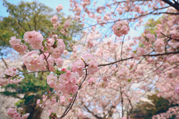 Blooming Cherry Blossom Tree Against a Clear Blue Sky