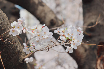 Cherry Blossom Tree in Full Bloom Under Clear Blue