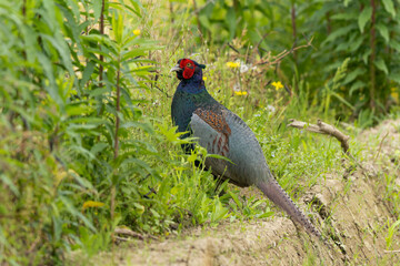 草むらの中に逃げ込む雄のキジ
