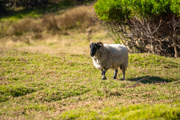 Ram grazing in the pasture.