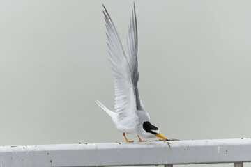 飛ぶ前に羽を伸ばして準備をするコアジサシ