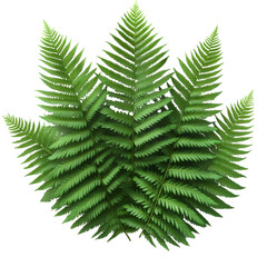 Fern fronds arranged creatively forming a botanical composition artwork