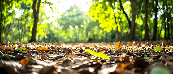 Blurred Forest Floor Covered In Autumn Leaves