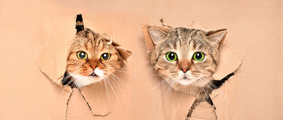 Funny cats Scottish Strait and Scottish Fold looks out of a torn hole in a cardboard wall