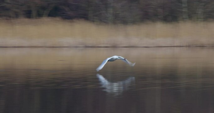 a tracking shot following a white swan flying over the water on Ormesby little broad