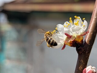 A bee in an orchard in spring carefully pollinates the flowers of an apricot tree. It flies from...