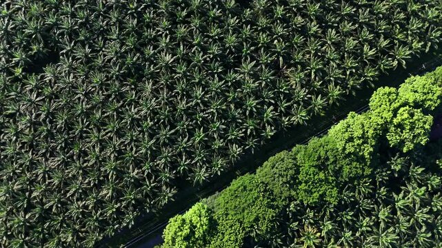 Aerial drone view of palm oil tree plantation in sumatra bukit lawang indonesia birds eye view