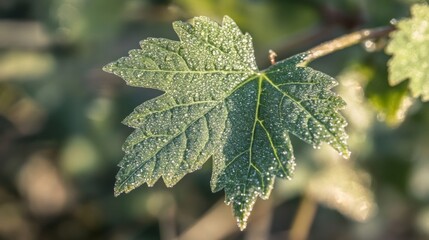 Close-up of fresh morning dew on a green leaf, reflecting soft sunlight and creating a sparkling effect.