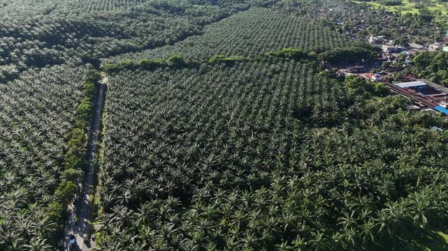 Aerial drone view of palm oil tree plantation in sumatra indonesia birds eye view bukit lawang