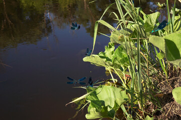 a group of black dragonflies flutter over the water and marsh grasses in mating dances