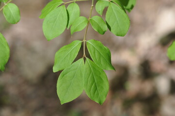 A close-up of Korean spindle tree (Euonymus oxyphyllus) showing red fruits and bright green leaves in natural forest setting.