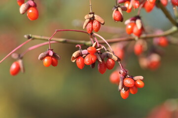 A close-up of Korean spindle tree (Euonymus oxyphyllus) showing red fruits and bright green leaves...